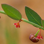 Phyllanthus parvulus